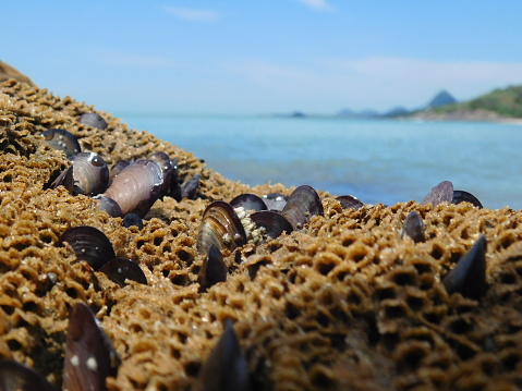 Marine oysters in corals and background the sky and blue sea and some mountains