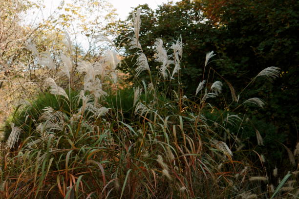 istock October Yeoju Hwanghaksan Arboretum 1189017484