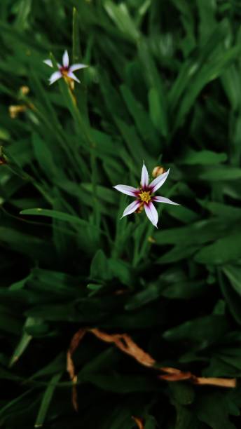 Flower - Wallpaper - Pink Flower
