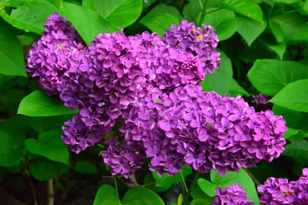 istock Flowers in spring in parks and countryside 1189022981