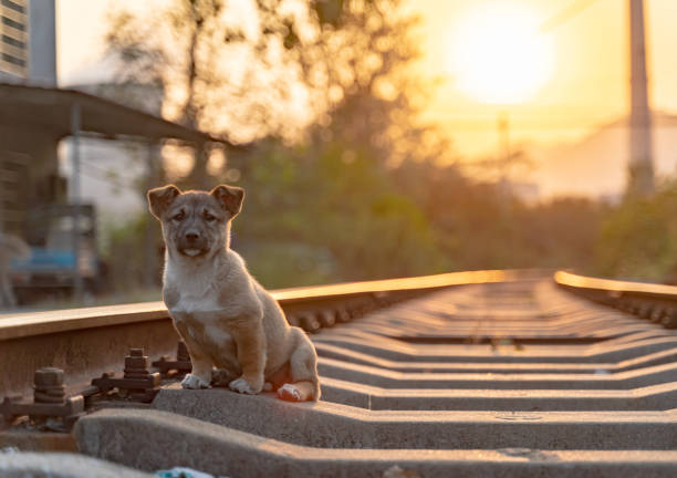 istock Dog in the sunset 1189023084