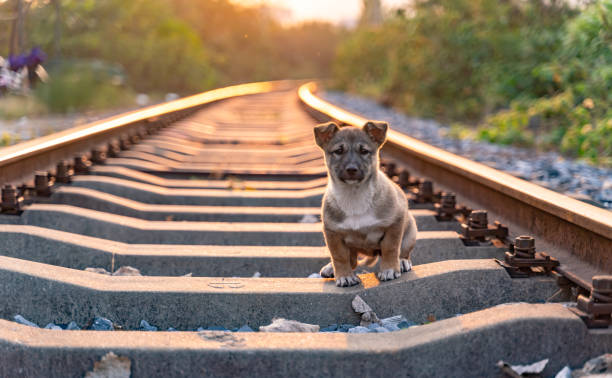 istock Dog in the sunset 1189023133