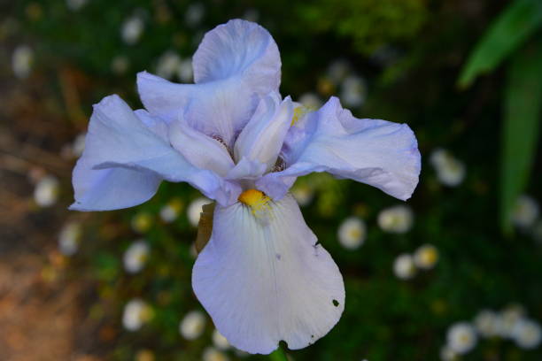 istock Flowers in spring in parks and countryside 1189023136