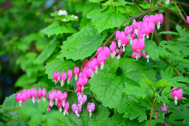 istock Flowers in spring in parks and countryside 1189023814