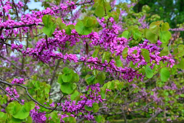 istock Flowers in spring in parks and countryside 1189023916