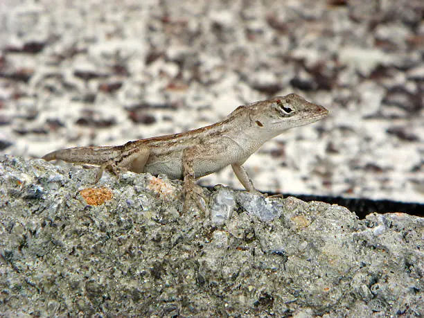 anlois lizard - Eidechse, Cayo Largo/Cuba