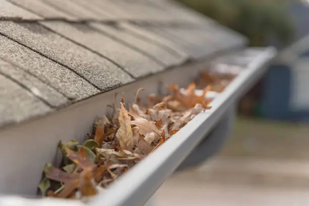 Clogged gutter near roof shingles of residential house full of dried leaves and dirty need to clean-up. Blocked drain pipe on rooftop. Gutter cleaning and home maintenance concept