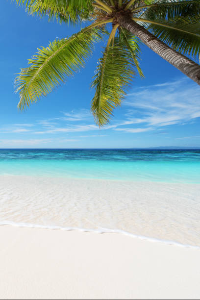 istock Tropical beach with coconut palm tree and turquoise sea 1189025981
