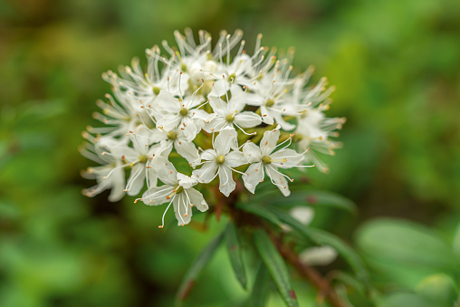 Labrador tea white flowers in the green spring forest, ledum glandulosum