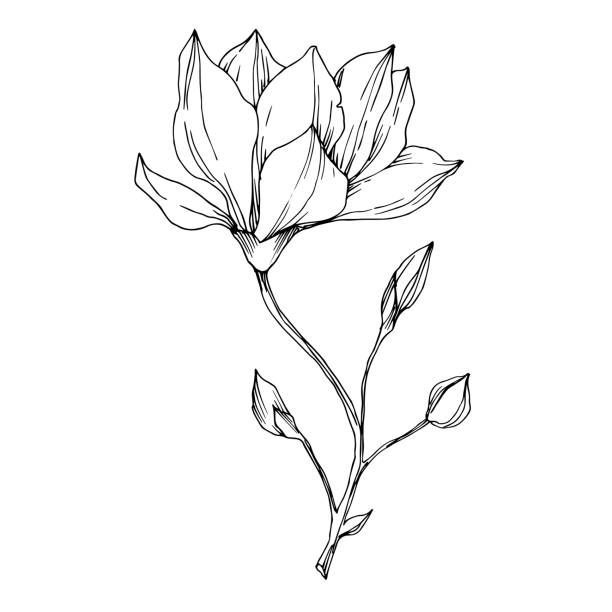 ilustraciones, imágenes clip art, dibujos animados e iconos de stock de flores botánicas florales vector magnolia. arte de tinta grabada en blanco y negro. elemento de ilustración de magnolia aislado. - magnolia white blossom flower
