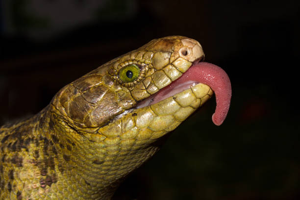 Solomon Island Skink flicking tongue