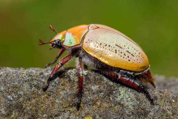 istock Australian Christmas Beetle 1189027134