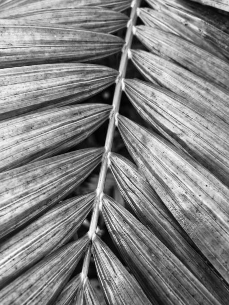Close-up of a palm frond after the morning rain