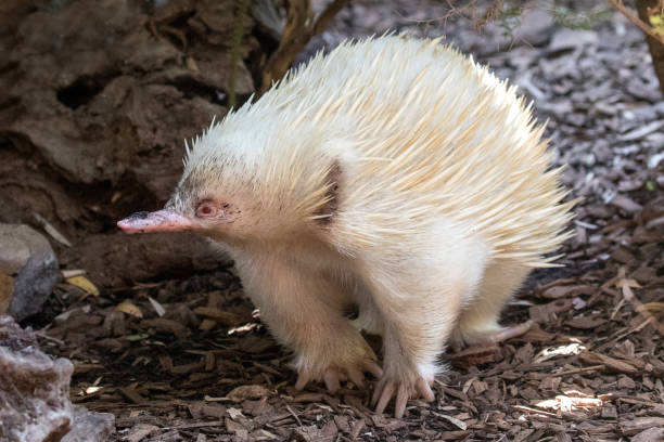 albino echidna à bec court - echidna photos et images de collection