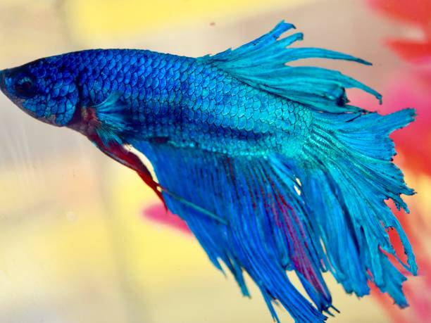 istock Siamese Fighting Fish macro shows full colours 1189028524