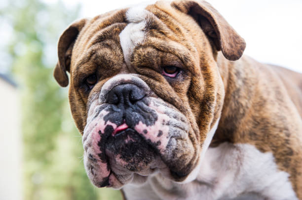 istock Wrinkly-faced brindle bulldog 1189029301