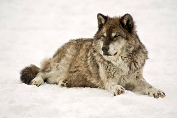 istock Portrait of a grey wolf 1189029311