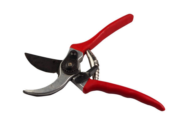 istock Red pruning shears for Gardening isolated on white background. Tool for Pruning and Cutting. Close up scissor. 1189031567