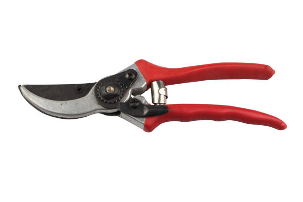 istock Red pruning shears for Gardening isolated on white background. Tool for Pruning and Cutting. Close up scissor. 1189031598