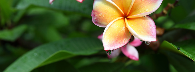 beautiful frangipani perfume flower with water rain drop on petal in rainy morning day