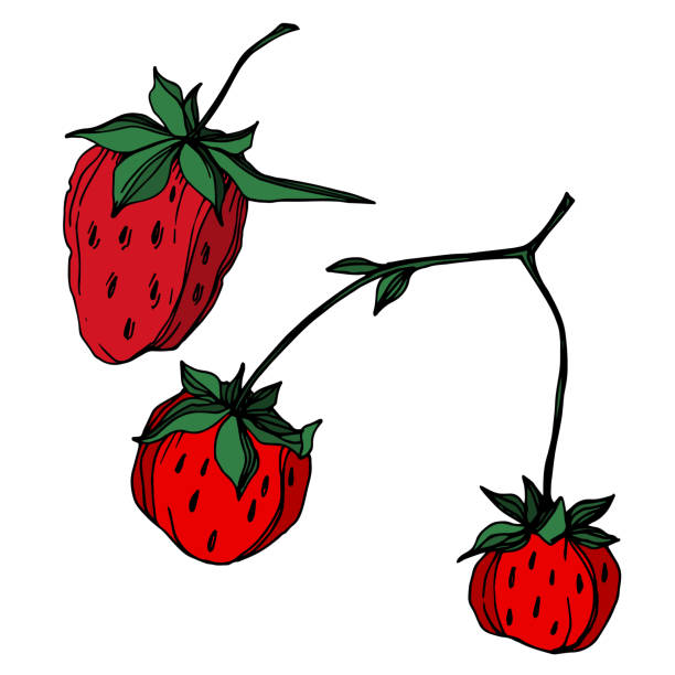 900+ Strawberry Tattoo Illustrations, Royalty-Free Vector Graphics ...