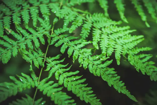 Photo of Beautiful fern leaves in the forest