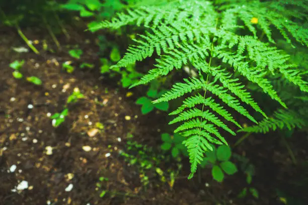 Photo of Beautiful fern leaves in the forest