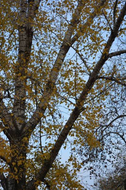 feuilles jaunes de peuplier d'automne s'arrêtant sur les branches d'un grand arbre contre un ciel bleu. - poplar tree treetop forest tree photos et images de collection