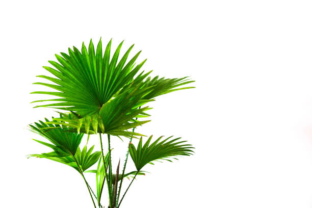 palm leaves The leaves of the Washington palm tree on a white background. Leaves for design. Tropical plant icon. A place to text. fan palm tree photos stock pictures, royalty-free photos & images