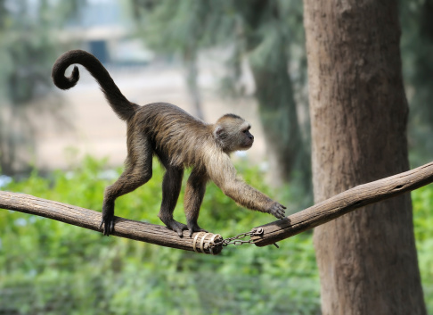 Kyoto, Japan - September 28, 2014: Japanese macaque monkey in Arashiyama Monkey Park Iwatayama, Kyoto, Japan.