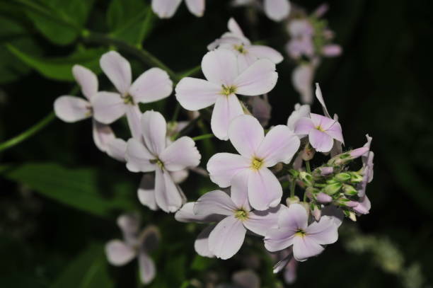 istock Flora along the river tees in spring macro pictures 1189044876