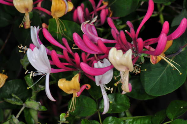 istock Flora along the river tees in spring macro pictures 1189044895
