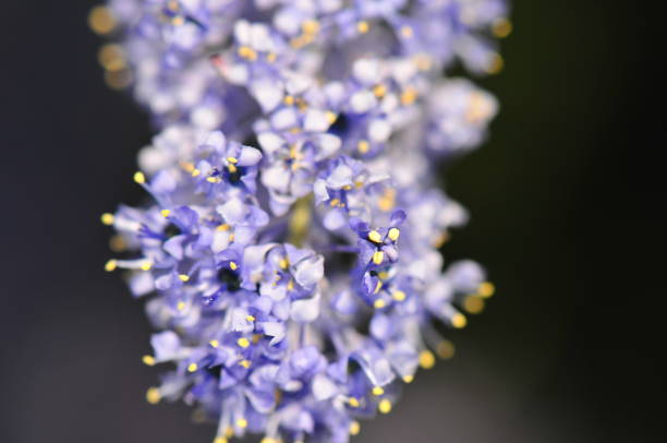 istock Flora along the river tees in spring macro pictures 1189045975