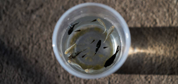 istock fishes in plastic cup for pet business concept in home raise 1189046152