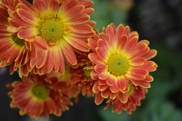 Charming, bright and colorful perennial bouquets of street flowers. Yellow red autumn chrysanthemum growing on the street of Ukrainian house. Beautiful, vivid photographs and images of plants, flowers in the autumn season.  Photos of Ukrainian autumn in the city of Dnipro, Ukraine. crown daisy stock pictures, royalty-free photos & images