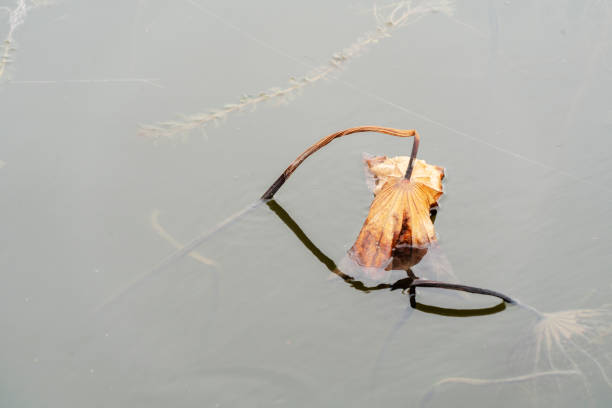 lotus pond in winter
