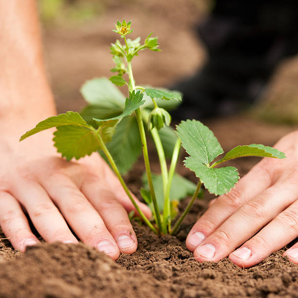 planter des fraises dans le jardin - strawberry plant photos et images de collection