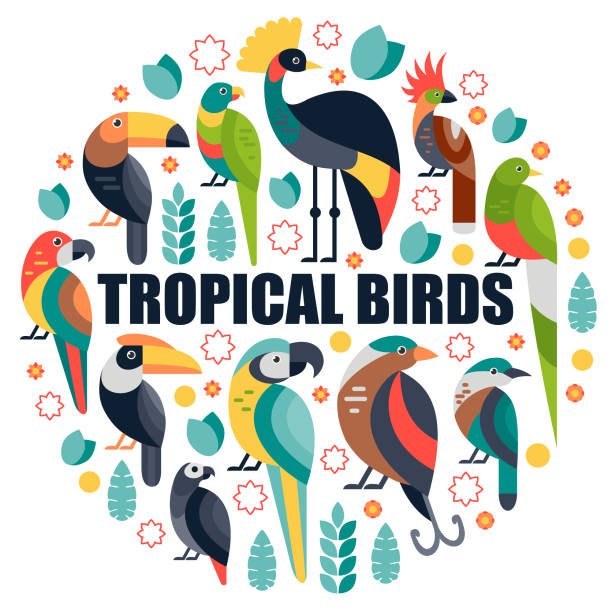 트로피컬 버드 - hornbill computer graphic multi colored nature stock illustrations