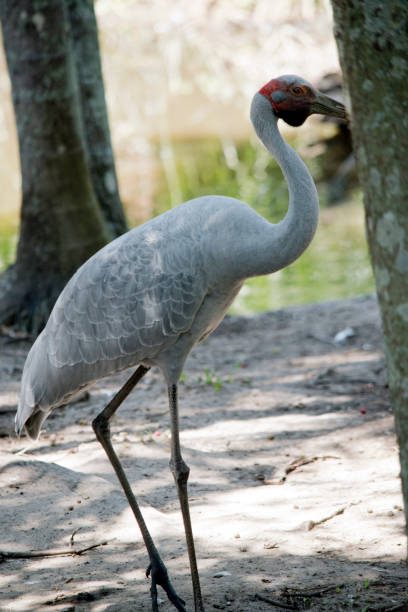 this is a close up of a brolga the brolga is a very tall bird brolga stock pictures, royalty-free photos & images