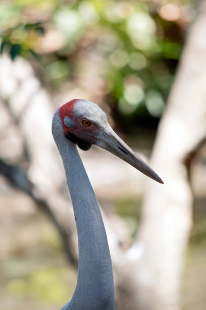 this is a close up of a brolga this is a side view of a brolga brolga stock pictures, royalty-free photos & images