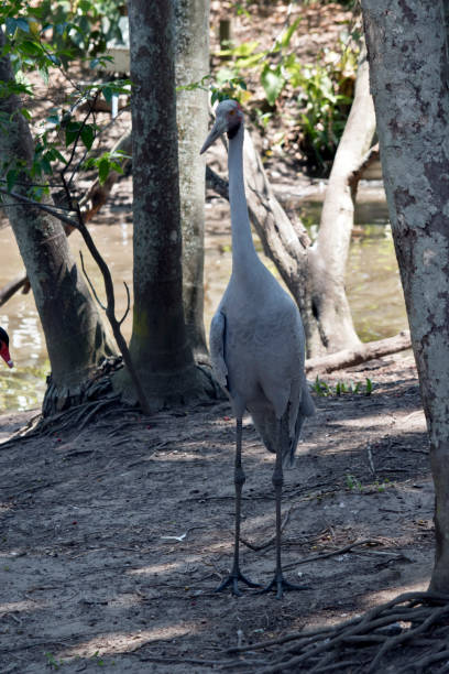 the brolga is a tall grey bird the brolga has just left the lake brolga stock pictures, royalty-free photos & images