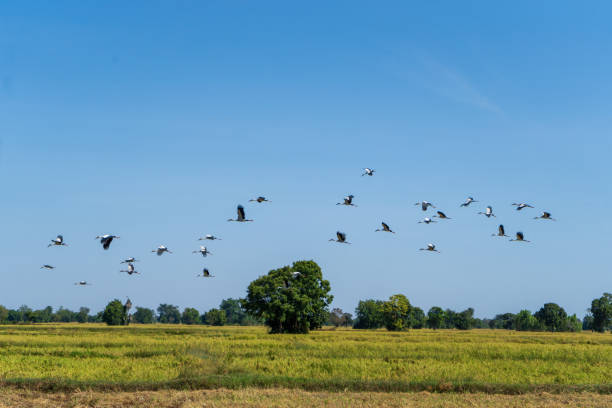 istock birds flying through rice fields  in Surin thailand 1189053902