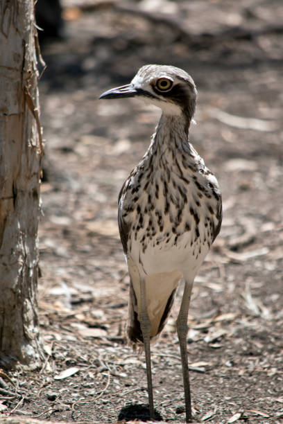 der buschsteinbrachvogel steht still, wenn die gefahr nahe ist - stone curlew stock-fotos und bilder