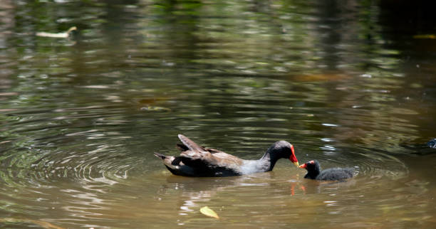 istock the mother dusky moorhen is watching her chick 1189054109