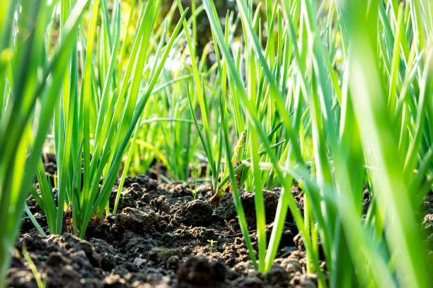 istock scallion grow on dirt under sunshine 1189054803