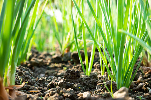 scallion grow on dirt under sunshine stock photo