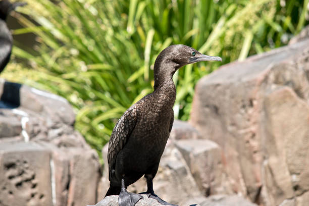 istock this is a close up of a little black cormorant 1189055244