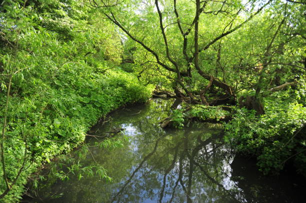 istock River scenes along the Tees North Yorkshire in Spring 1189056287