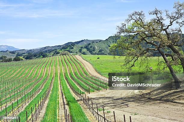 Winnica I Oaks - zdjęcia stockowe i więcej obrazów Winnica - Winnica, Santa Barbara, Stan Kalifornia