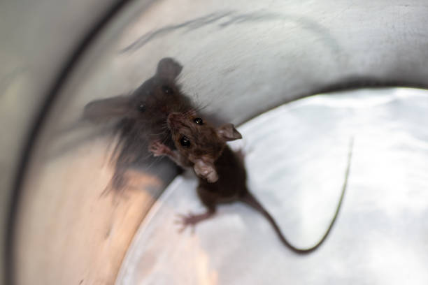istock A dirty mouse is lurking in the dark. 1189059774